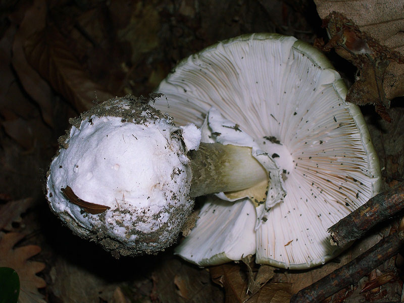 Amanita phalloides